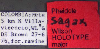 Media type: image;   Entomology 35196 Aspect: labels
